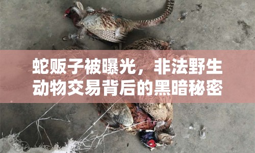 蛇販子被曝光，非法野生動(dòng)物交易背后的黑暗秘密