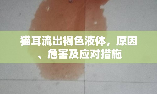 貓耳流出褐色液體，原因、危害及應(yīng)對(duì)措施