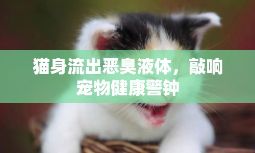 貓身流出惡臭液體，敲響寵物健康警鐘