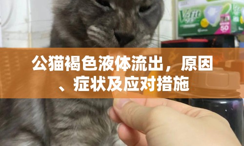 公貓褐色液體流出，原因、癥狀及應(yīng)對(duì)措施