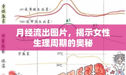 月經(jīng)流出圖片，揭示女性生理周期的奧秘