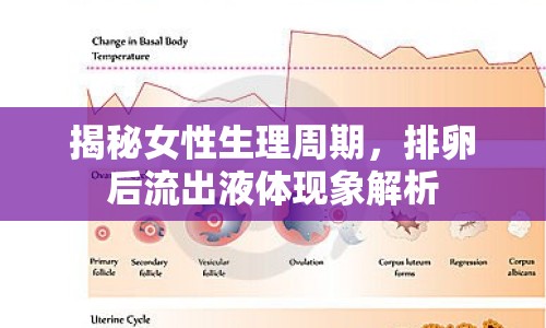 揭秘女性生理周期，排卵后流出液體現(xiàn)象解析