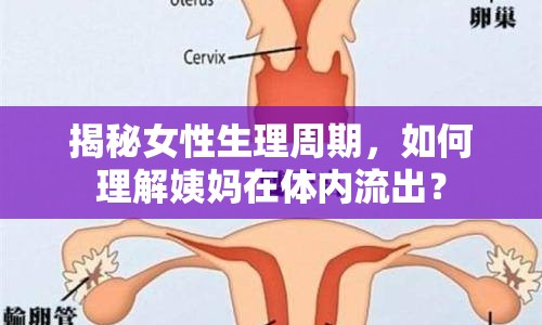 揭秘女性生理周期，如何理解姨媽在體內(nèi)流出？