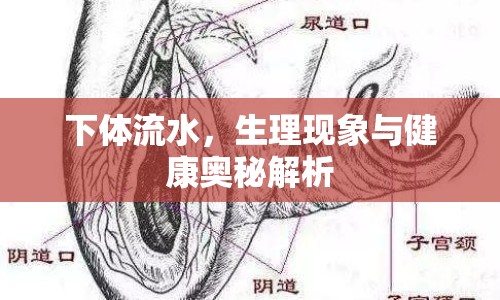 下體流水，生理現(xiàn)象與健康奧秘解析