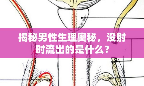 揭秘男性生理奧秘，沒射時流出的是什么？