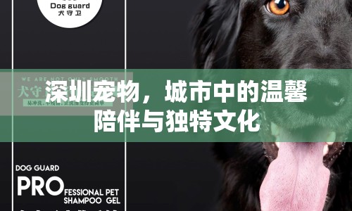 深圳寵物，城市中的溫馨陪伴與獨(dú)特文化
