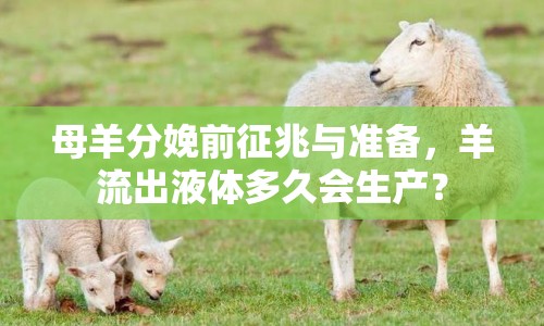 母羊分娩前征兆與準(zhǔn)備，羊流出液體多久會(huì)生產(chǎn)？