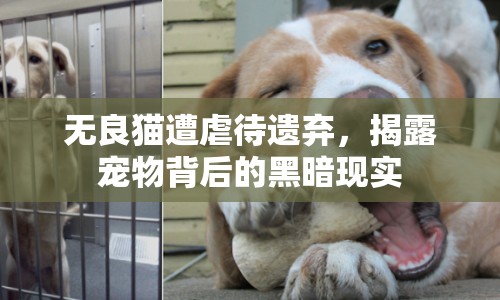 無良貓?jiān)馀按z棄，揭露寵物背后的黑暗現(xiàn)實(shí)