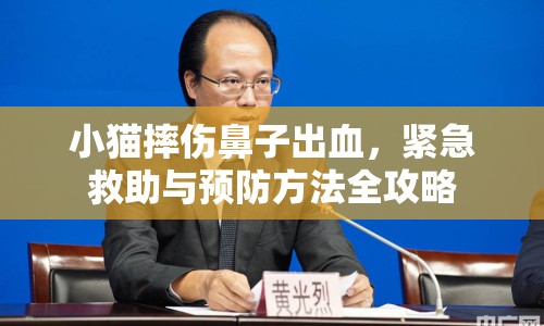 小貓摔傷鼻子出血，緊急救助與預防方法全攻略
