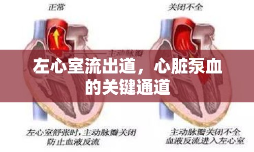 左心室流出道，心臟泵血的關(guān)鍵通道