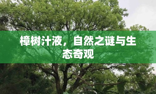 樟樹汁液，自然之謎與生態(tài)奇觀
