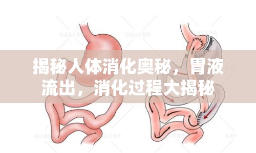 揭秘人體消化奧秘，胃液流出，消化過程大揭秘