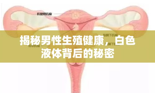 揭秘男性生殖健康，白色液體背后的秘密