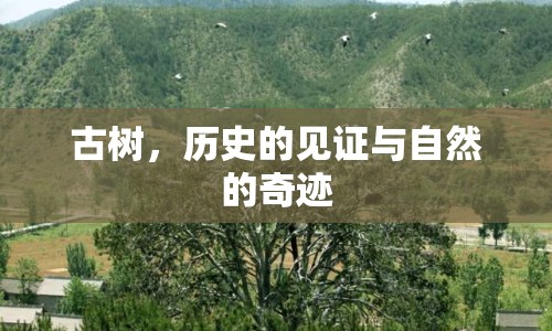 古樹，歷史的見證與自然的奇跡