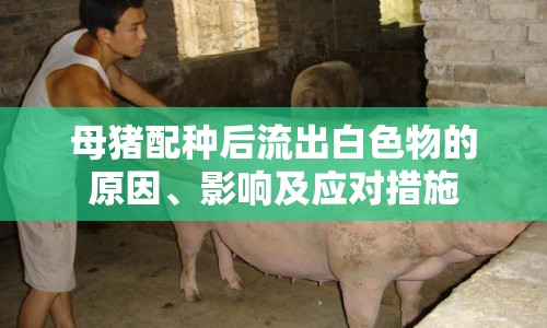 母豬配種后流出白色物的原因、影響及應(yīng)對措施