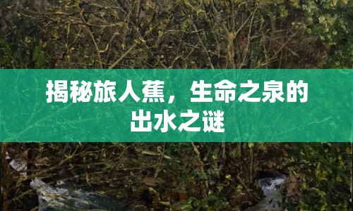 揭秘旅人蕉，生命之泉的出水之謎
