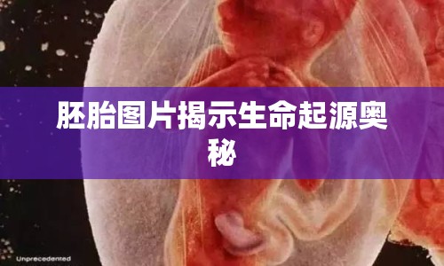 胚胎圖片揭示生命起源奧秘