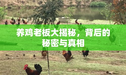 養(yǎng)雞老板大揭秘，背后的秘密與真相