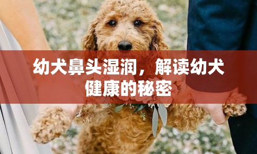 幼犬鼻頭濕潤(rùn)，解讀幼犬健康的秘密
