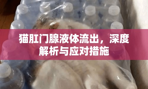 貓肛門腺液體流出，深度解析與應對措施