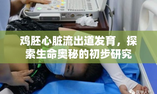 雞胚心臟流出道發(fā)育，探索生命奧秘的初步研究