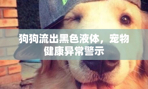 狗狗流出黑色液體，寵物健康異常警示
