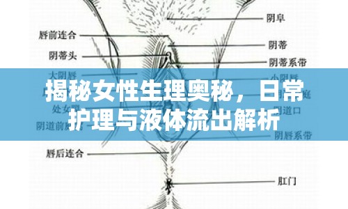揭秘女性生理奧秘，日常護(hù)理與液體流出解析