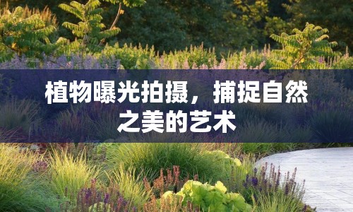 植物曝光拍攝，捕捉自然之美的藝術(shù)