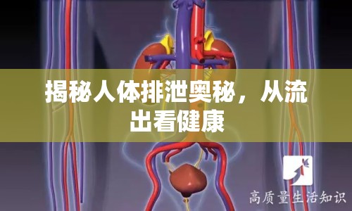 揭秘人體排泄奧秘，從流出看健康