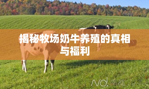 揭秘牧場(chǎng)奶牛養(yǎng)殖的真相與福利