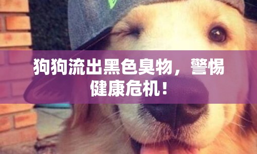 狗狗流出黑色臭物，警惕健康危機(jī)！