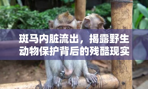 斑馬內(nèi)臟流出，揭露野生動(dòng)物保護(hù)背后的殘酷現(xiàn)實(shí)