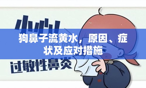 狗鼻子流黃水，原因、癥狀及應(yīng)對(duì)措施