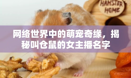 網(wǎng)絡(luò)世界中的萌寵奇緣，揭秘叫倉鼠的女主播名字