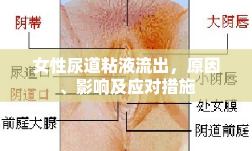 女性尿道粘液流出，原因、影響及應(yīng)對措施
