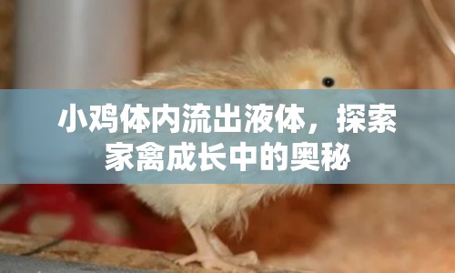 小雞體內(nèi)流出液體，探索家禽成長中的奧秘