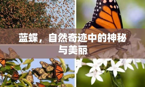 藍(lán)蝶，自然奇跡中的神秘與美麗