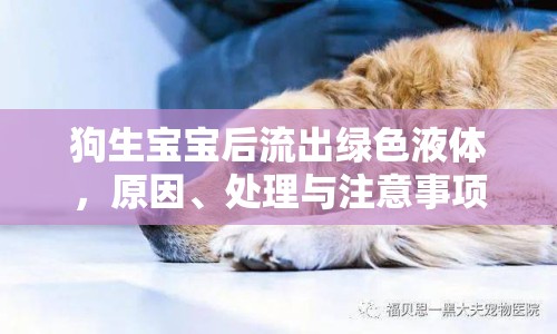 狗生寶寶后流出綠色液體，原因、處理與注意事項(xiàng)