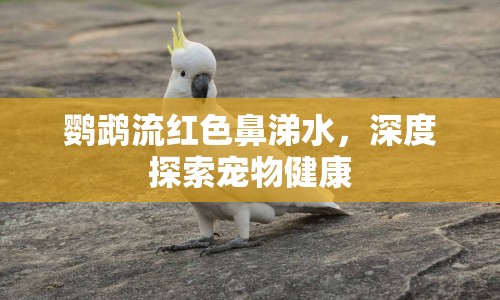 鸚鵡流紅色鼻涕水，深度探索寵物健康