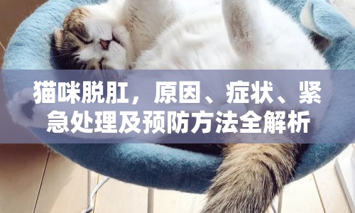 貓咪脫肛，原因、癥狀、緊急處理及預(yù)防方法全解析