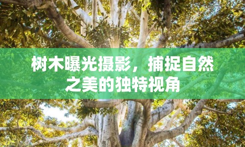 樹木曝光攝影，捕捉自然之美的獨(dú)特視角