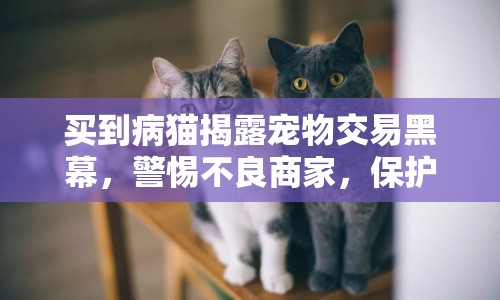 買到病貓揭露寵物交易黑幕，警惕不良商家，保護寵物健康！