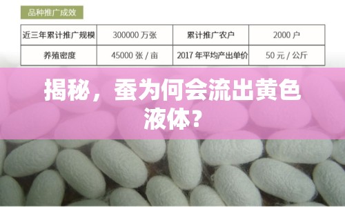 揭秘，蠶為何會(huì)流出黃色液體？