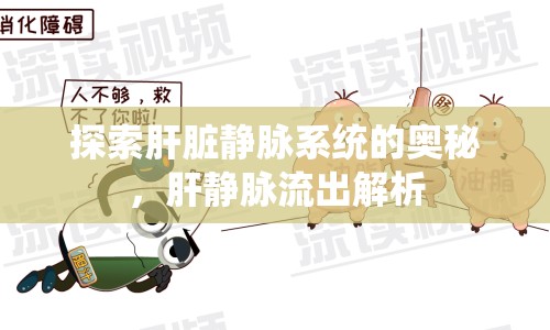 探索肝臟靜脈系統(tǒng)的奧秘，肝靜脈流出解析