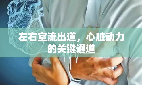 左右室流出道，心臟動(dòng)力的關(guān)鍵通道