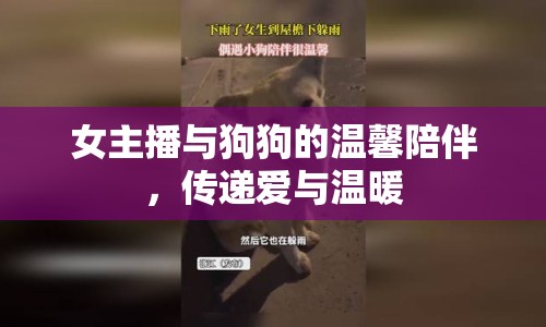 女主播與狗狗的溫馨陪伴，傳遞愛(ài)與溫暖