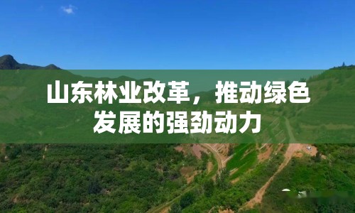 山東林業(yè)改革，推動綠色發(fā)展的強勁動力