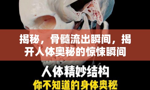揭秘，骨髓流出瞬間，揭開人體奧秘的驚悚瞬間