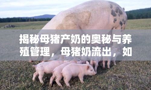 揭秘母豬產(chǎn)奶的奧秘與養(yǎng)殖管理，母豬奶流出，如何科學(xué)應(yīng)對？