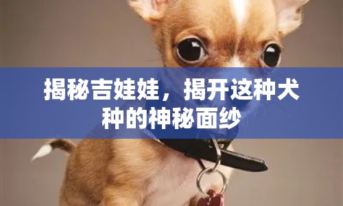 揭秘吉娃娃，揭開(kāi)這種犬種的神秘面紗